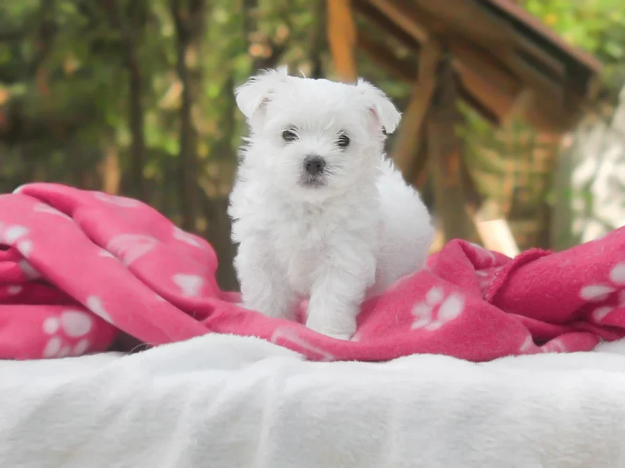 Maltese Camille1