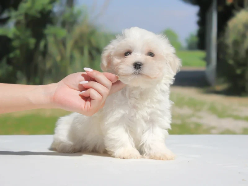 Maltese Coody