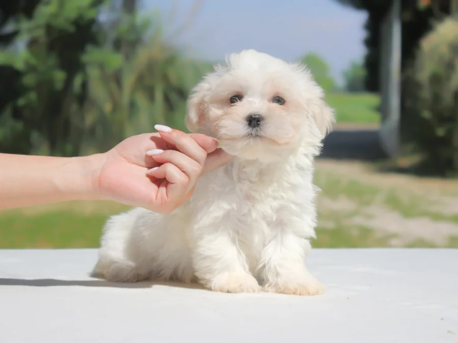 Maltese Coody