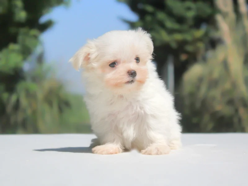 Maltese Delya1