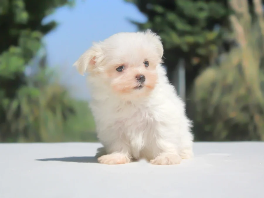 Maltese Delya1