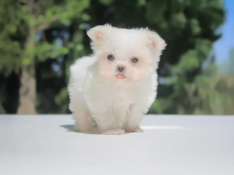 Maltese Flinko1