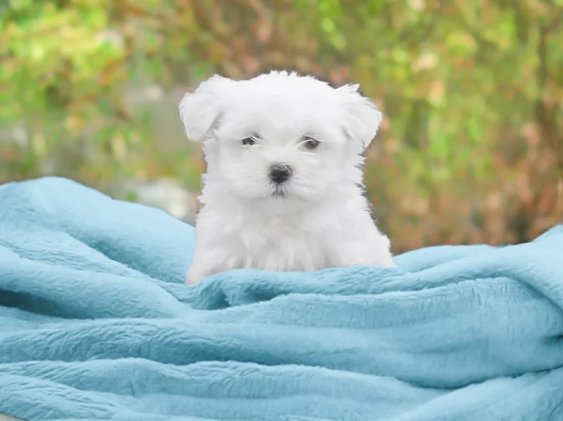 Maltese Flynn Fynn1