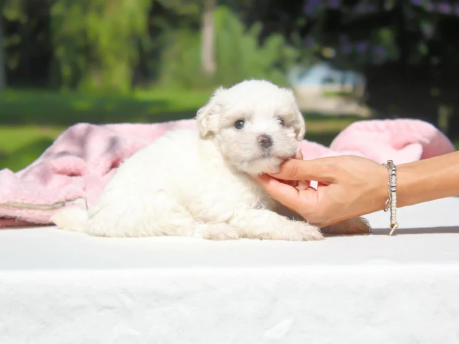 Maltese Kimmy