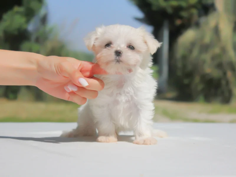 Maltese Nara1