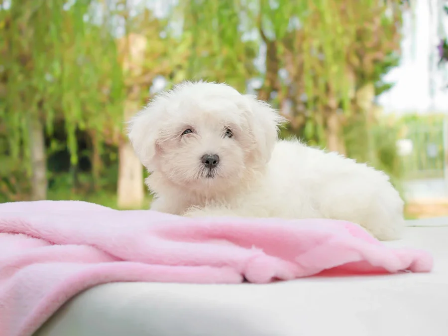 Maltese Noemie1