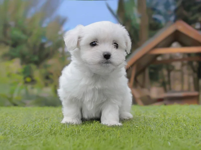 Maltese Panchio4