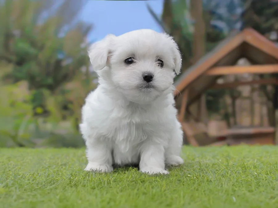 Maltese Panchio4