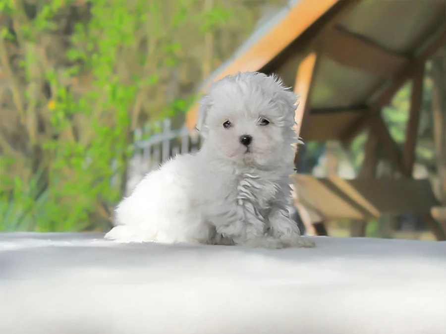 Maltese Shuba1