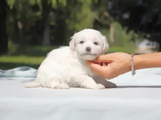 Maltese Spot