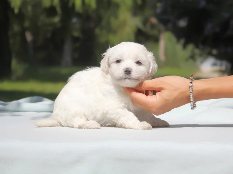 Maltese Spot