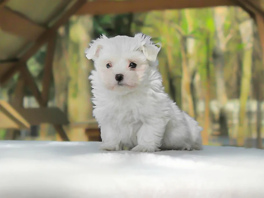Maltese Tanya1