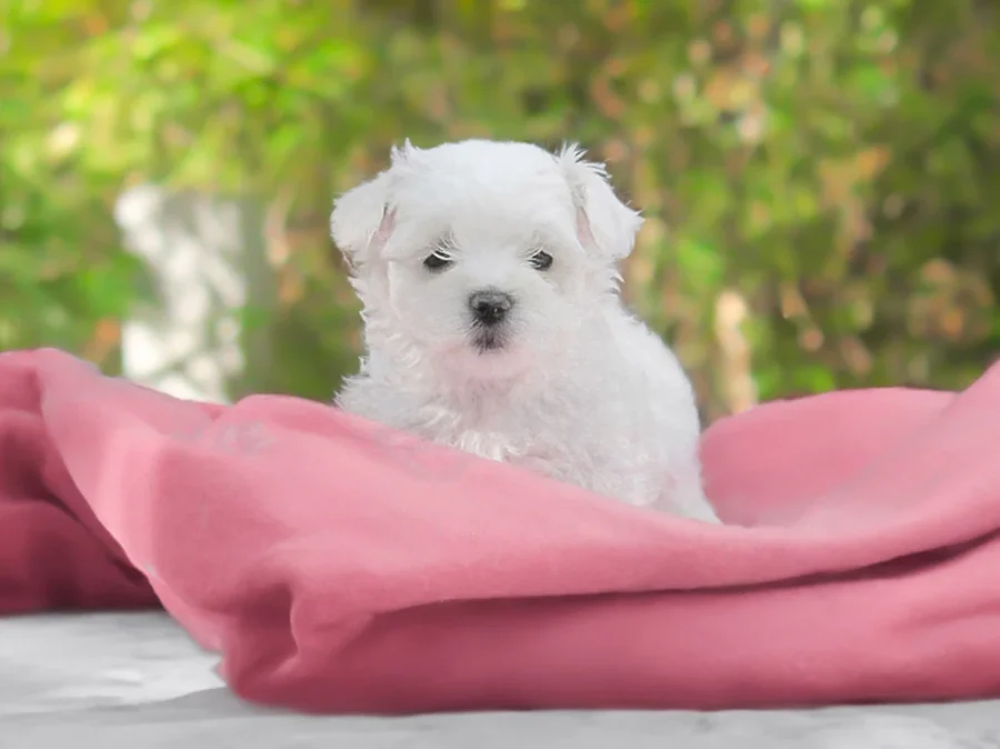 Maltese Darla Daria1