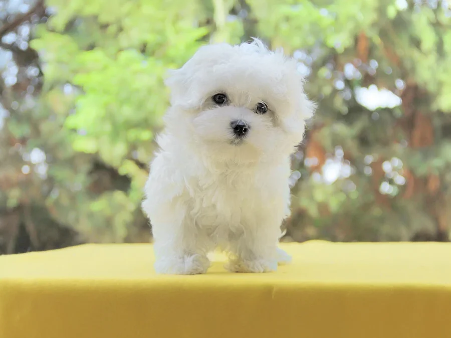 Maltese Lennon