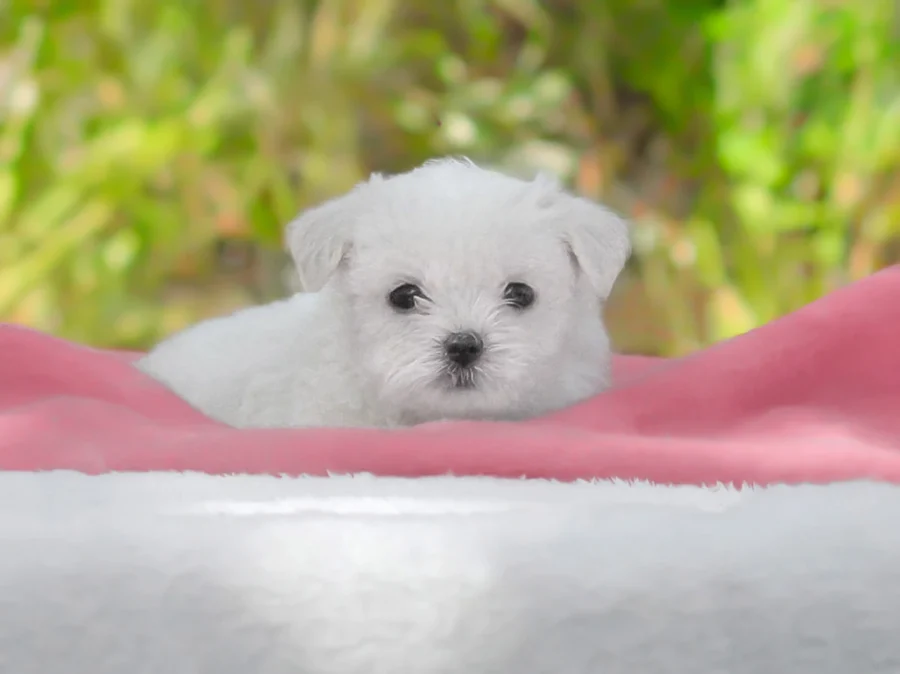 Maltese Love Livia