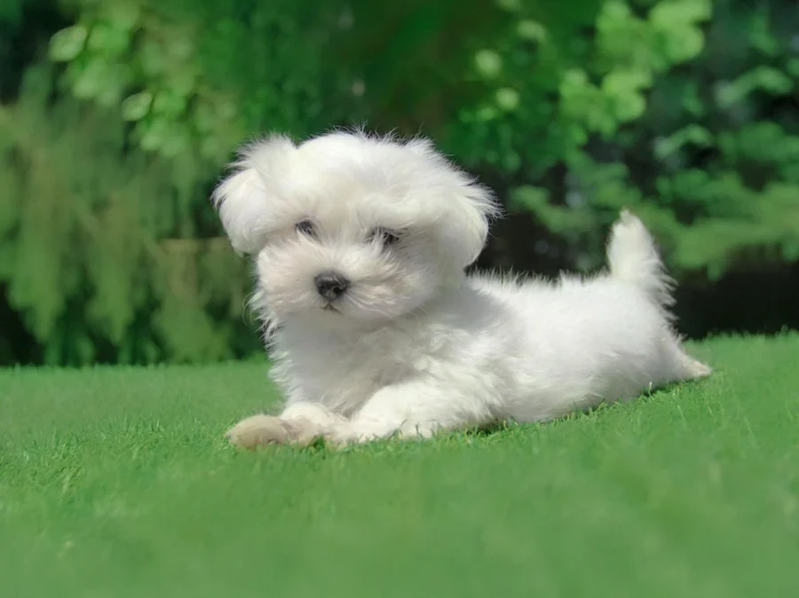Maltese Pistol