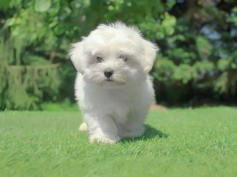 Allevamento Maltese