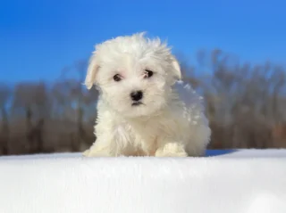 Maltese Timba