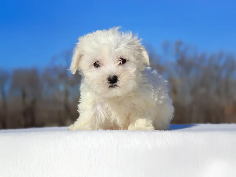 Maltese Timba
