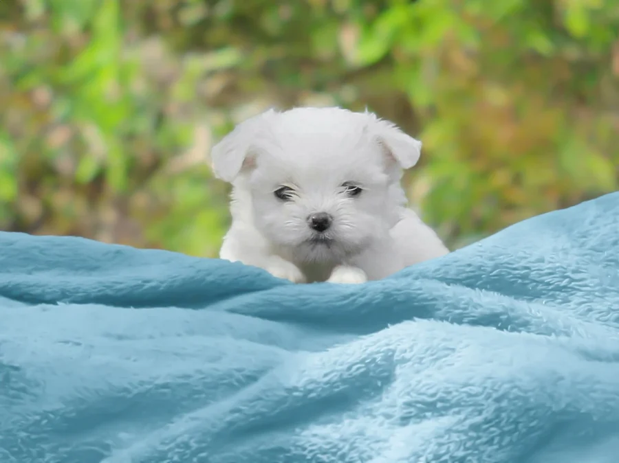 Maltese Ftocuccioli Foggy Fluffy1