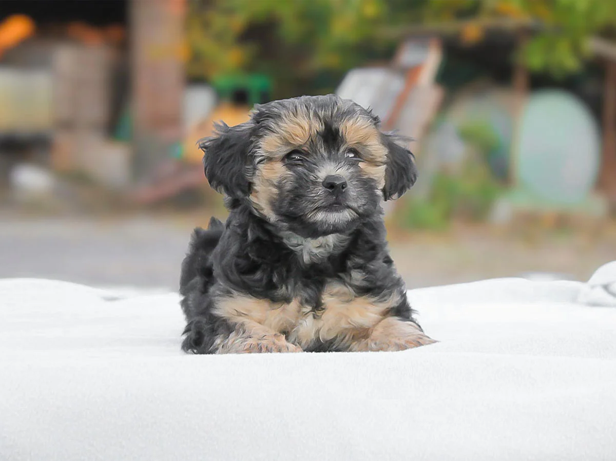 Vendita Maltipoo Cuccioli