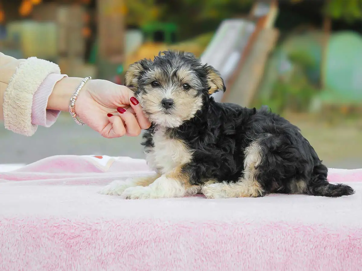 Allevamento Maltipoo