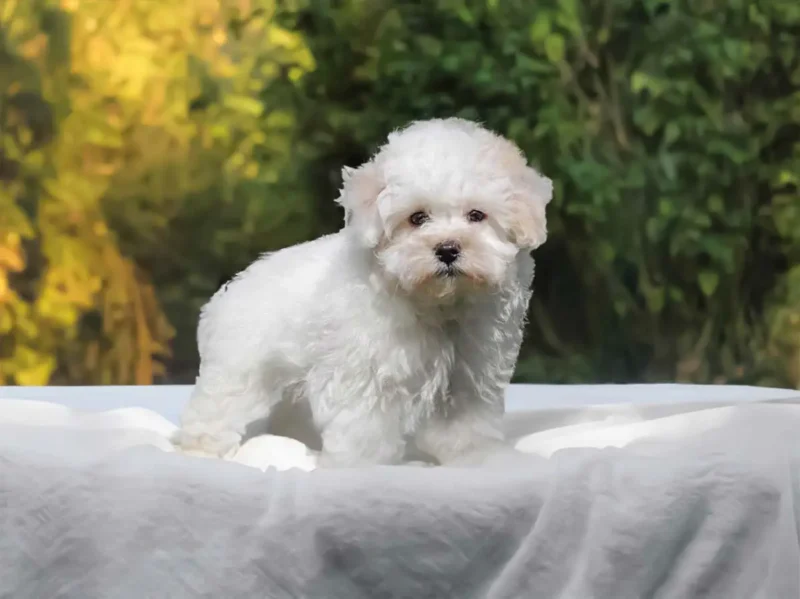 Maltipoo Chanel2