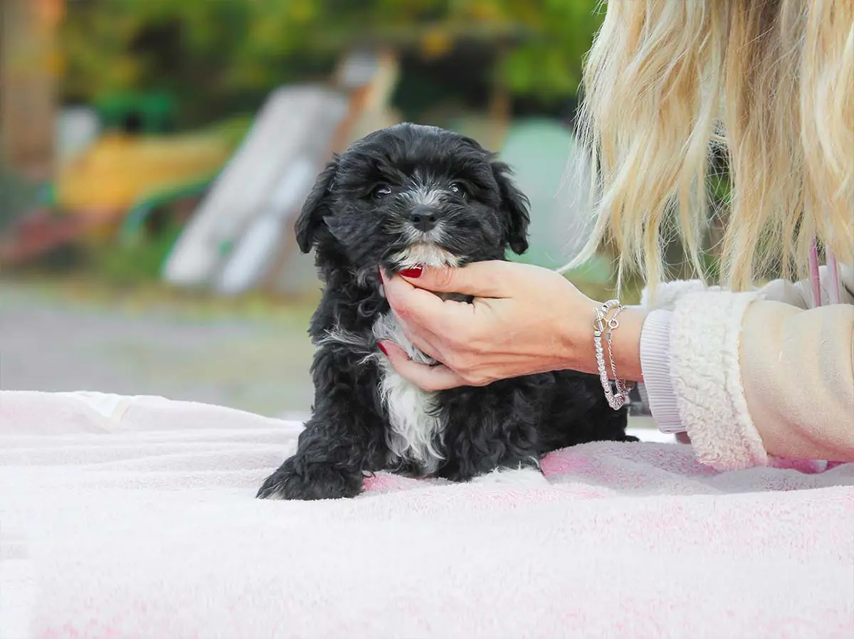 Maltipoo a Milano e Pavia