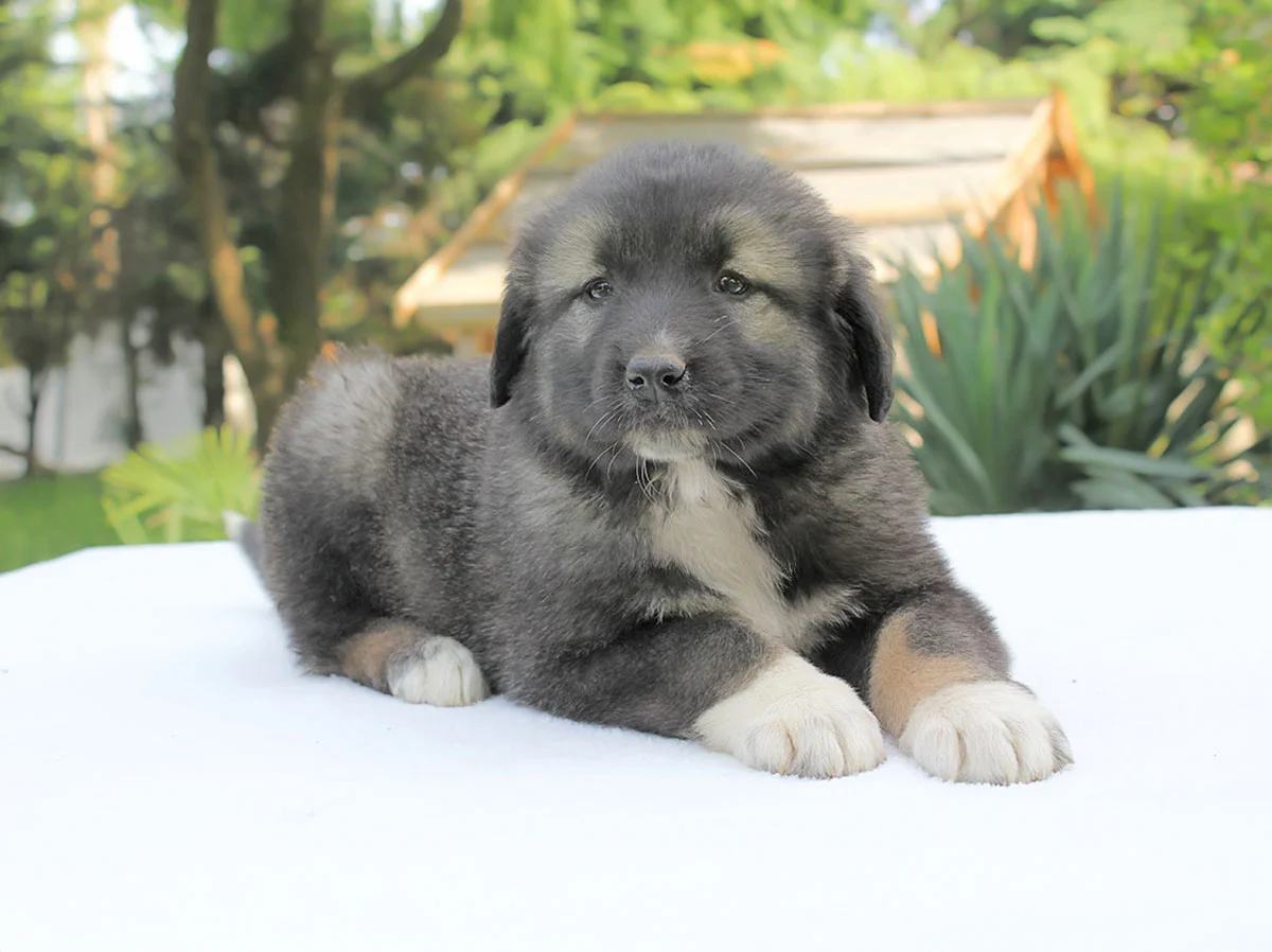 Vendita astore del Caucaso Milano Pavia