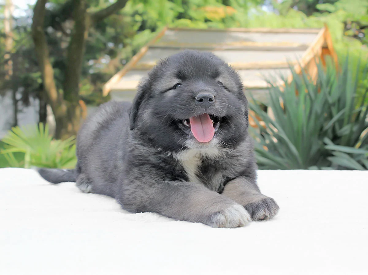 Cuccioli di Pastore del Caucaso