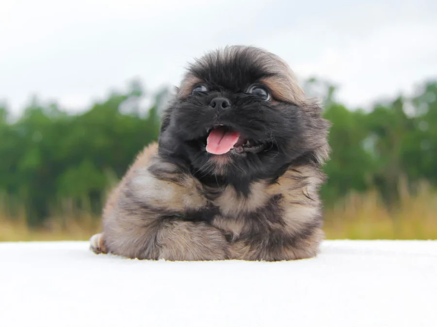 Vendita Cuccioli di Pechinese