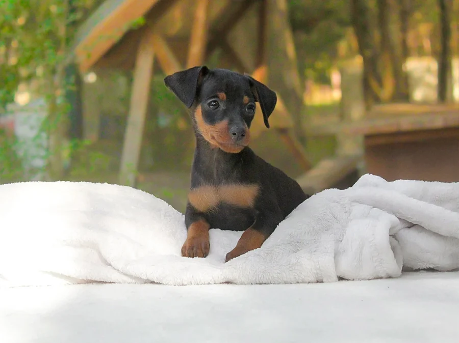 Pinscher Alyn1