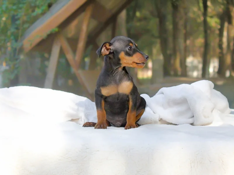 Pinscher Lucio