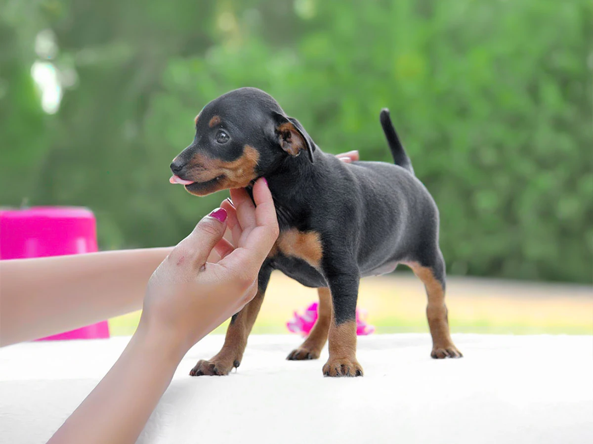 vendita Pinscher cuccioli