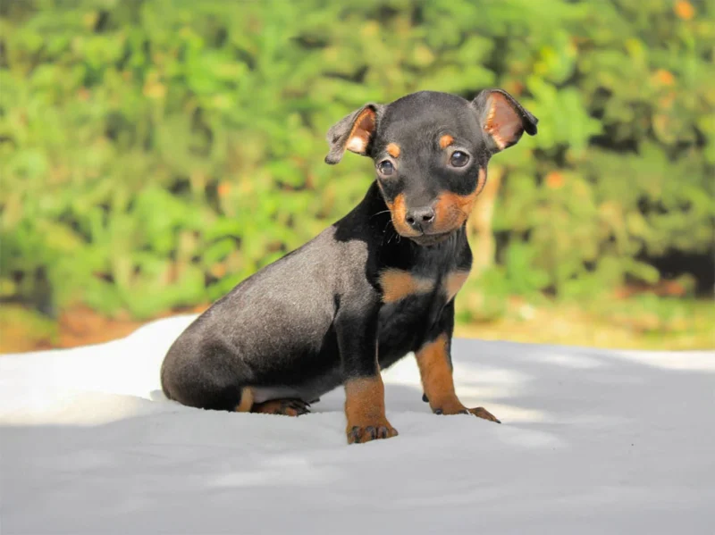 Pinscher Daky1
