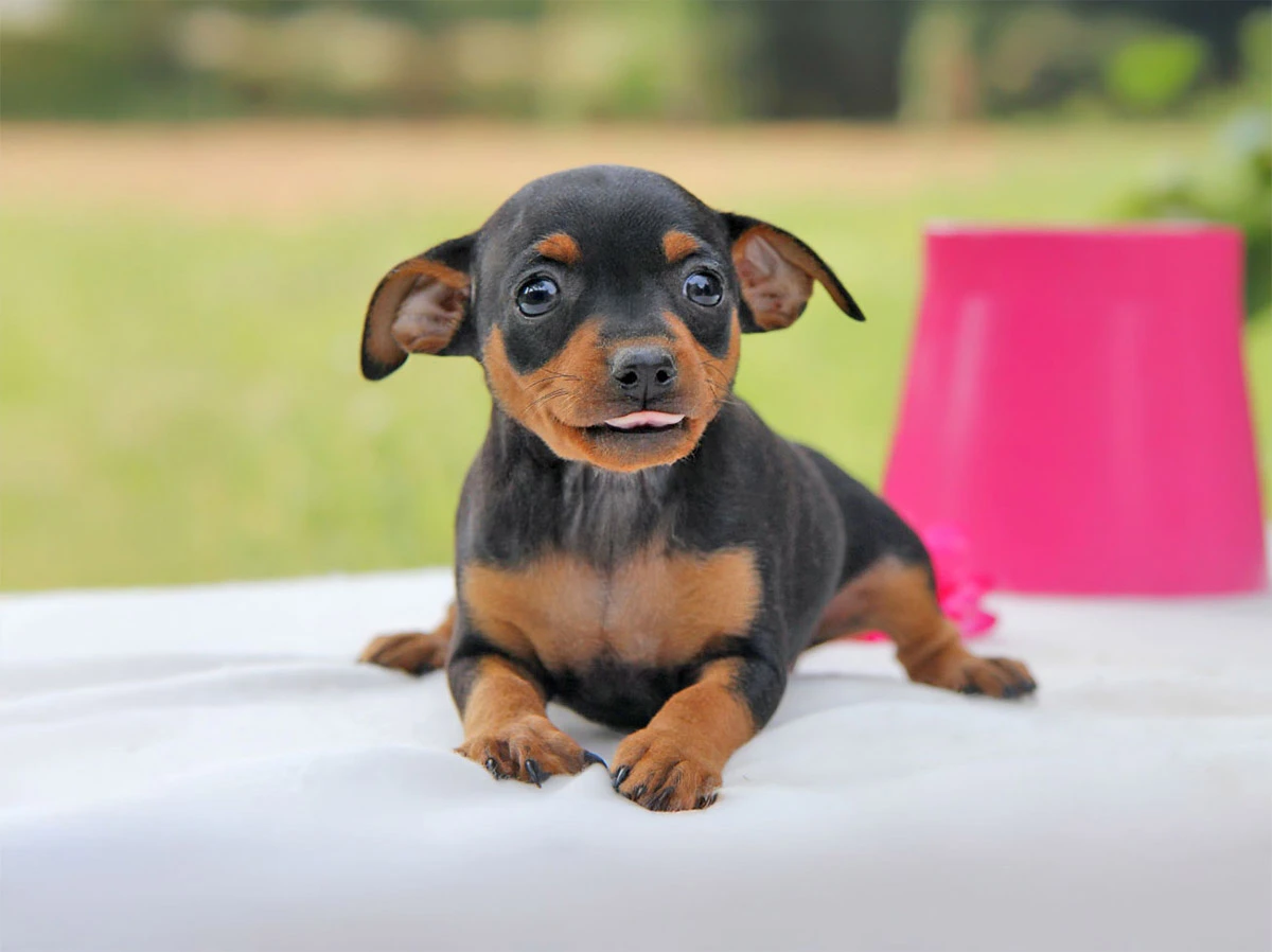 Allevamento Pinscher