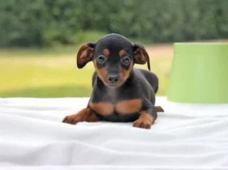 Pinscher Nerone1
