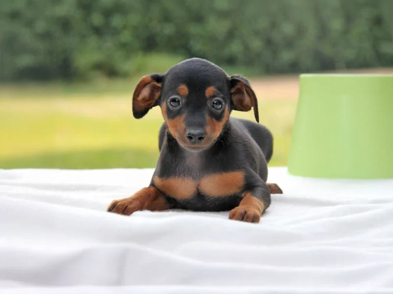 Pinscher Nerone1
