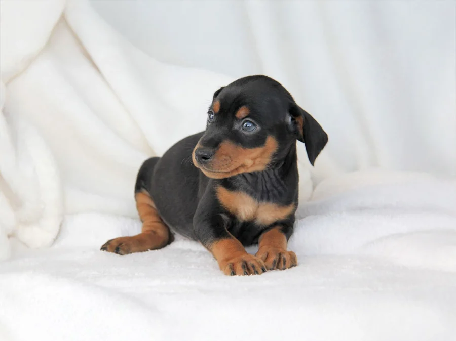 Pinscher Piero1