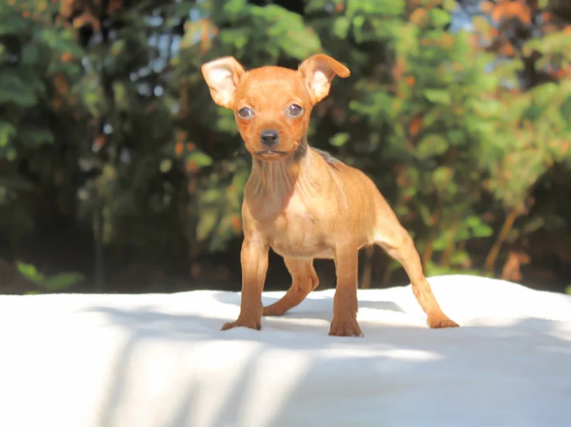 Pinscher Sully