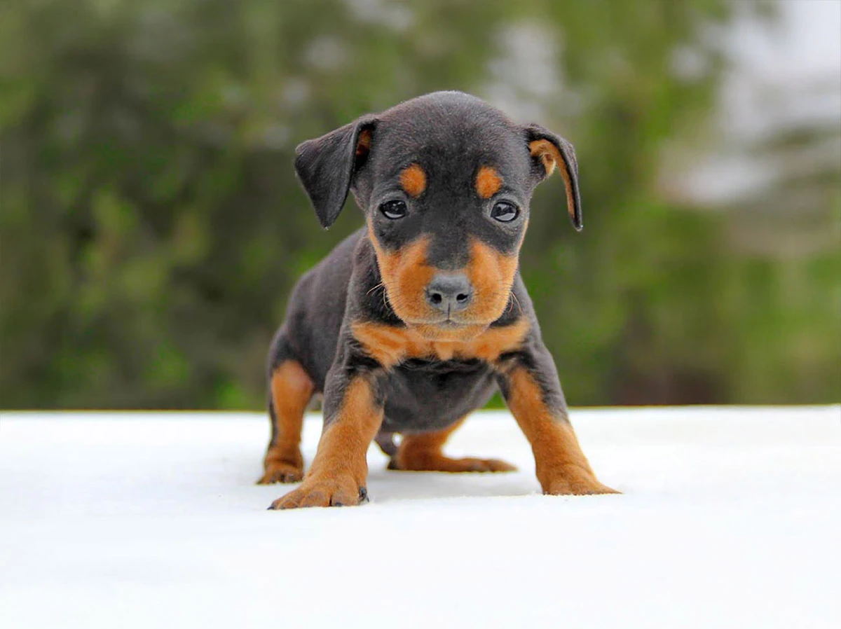Cuccioli di Pinscher in Vendita