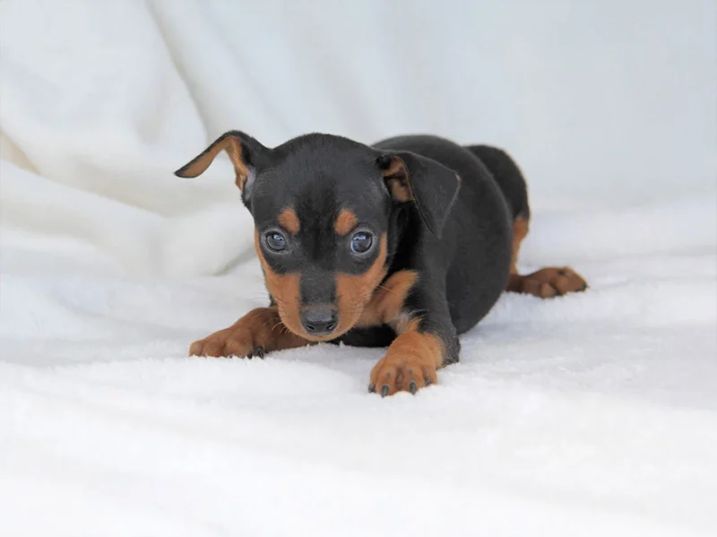 Pinscher Zolder1