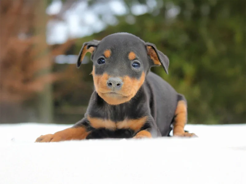 Pinscher Zugo