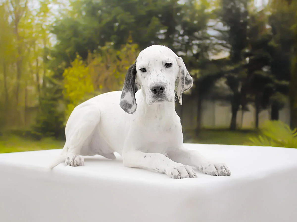 Vendita pointer inglese cuccioli