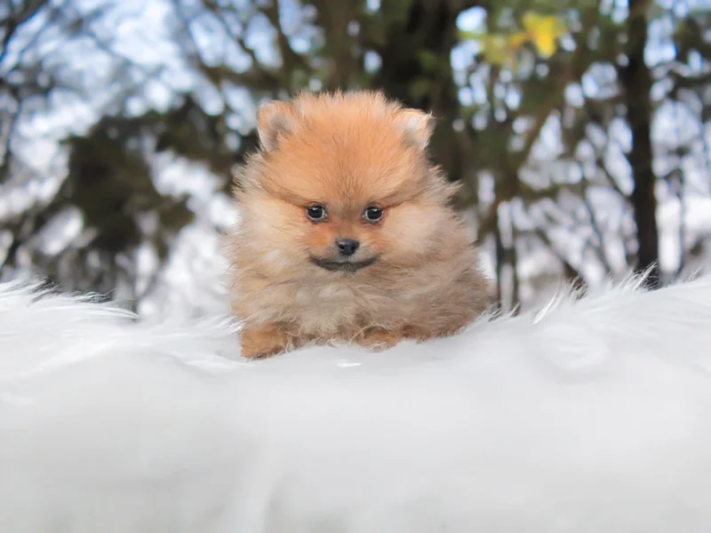 Pomerania Charly1