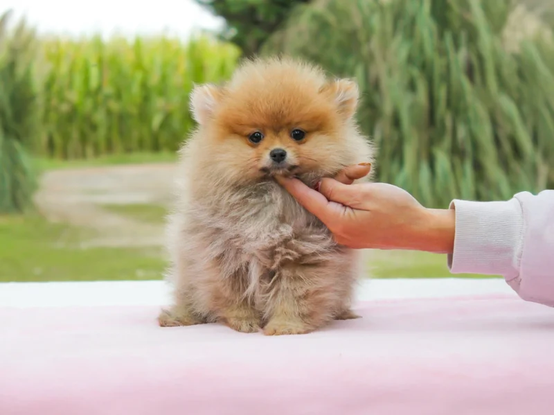 Pomerania Elysia1