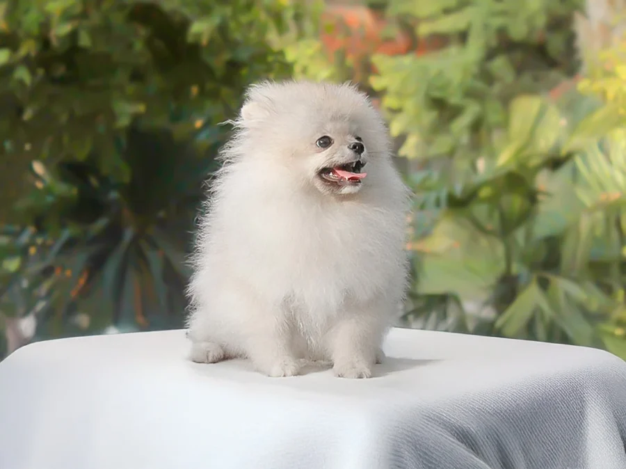 Pomerania Fitzgerald