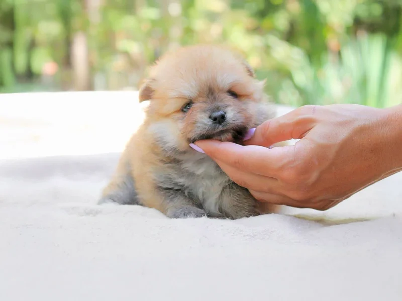 Vendita Pomerania Milano