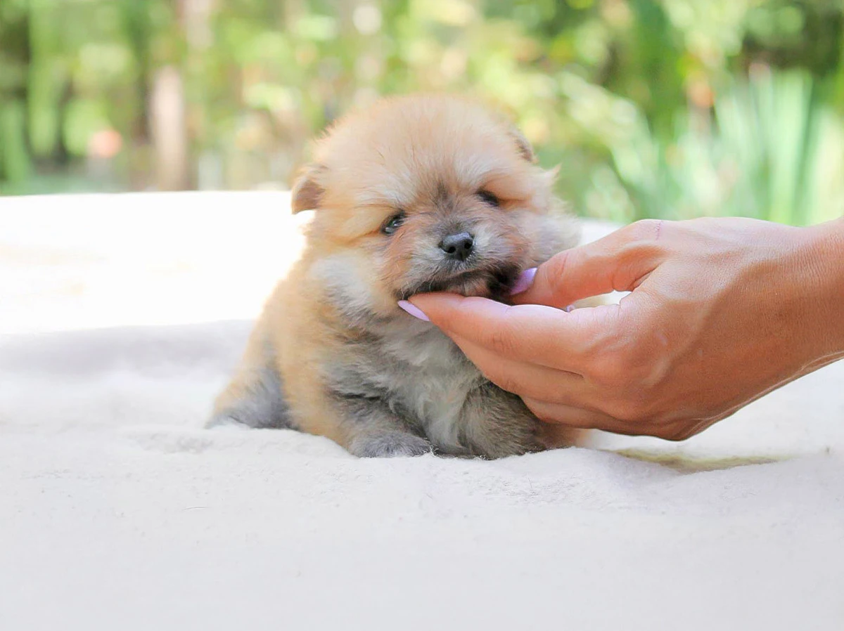 Vendita Pomerania Milano