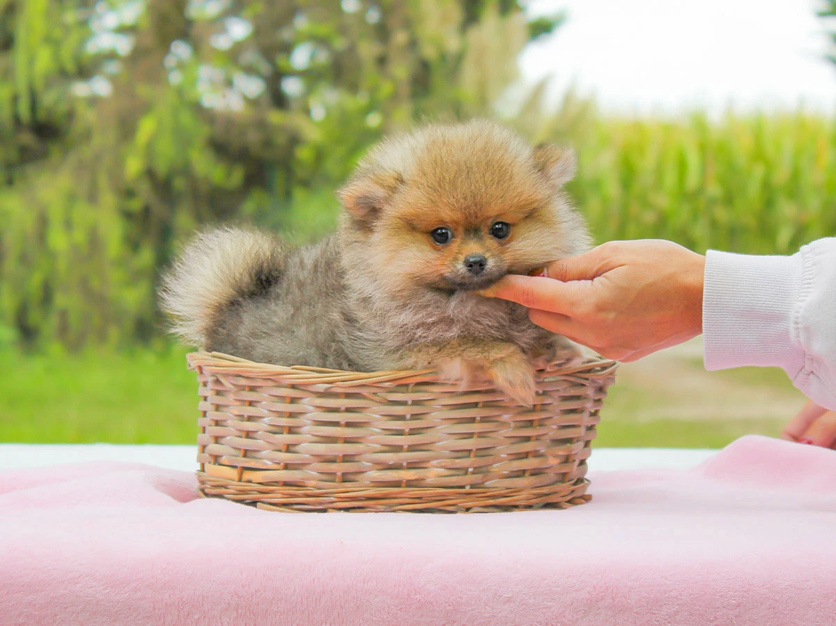 Vendita Spitz di Pomerania